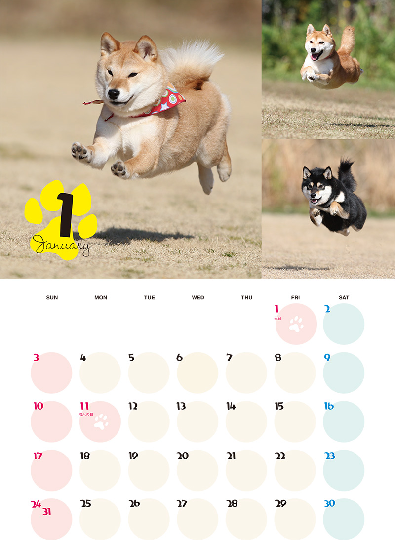 http://www.matane.co.jp/news/assets/2015/09/15/%E9%A3%9B%E8%A1%8C%E7%8A%AC1.jpg